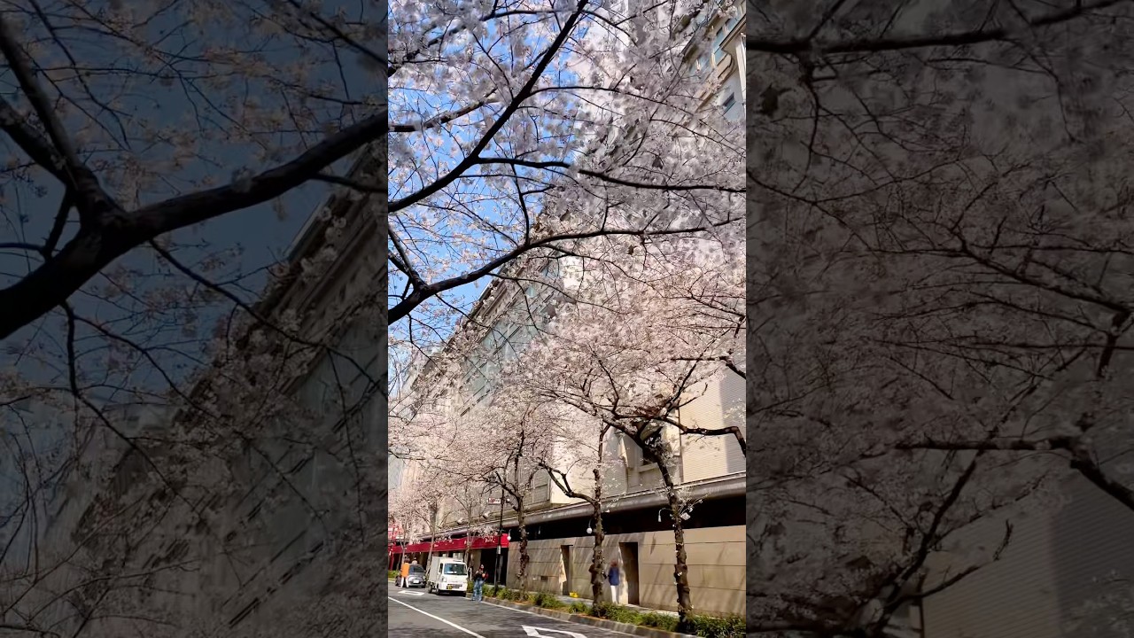 SAKURA🌸TOKYO #日本橋 #桜 #cherryblossom