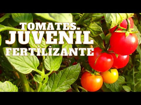 Abono JUVENİL Para TOMATES #tomates #fertilizante