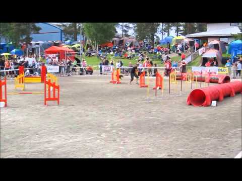 Walesinterrieri Thelma SM-kilpailut 2012