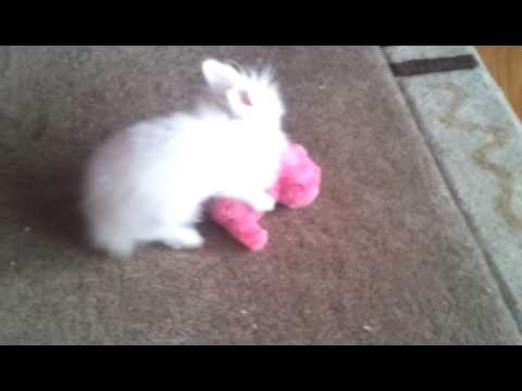 Cute Funny Rabbit 2014