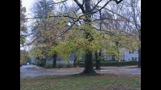 preview picture of video 'Hurricane Sandy in Princeton:5:40P.M.Monday,October 29,2012.'