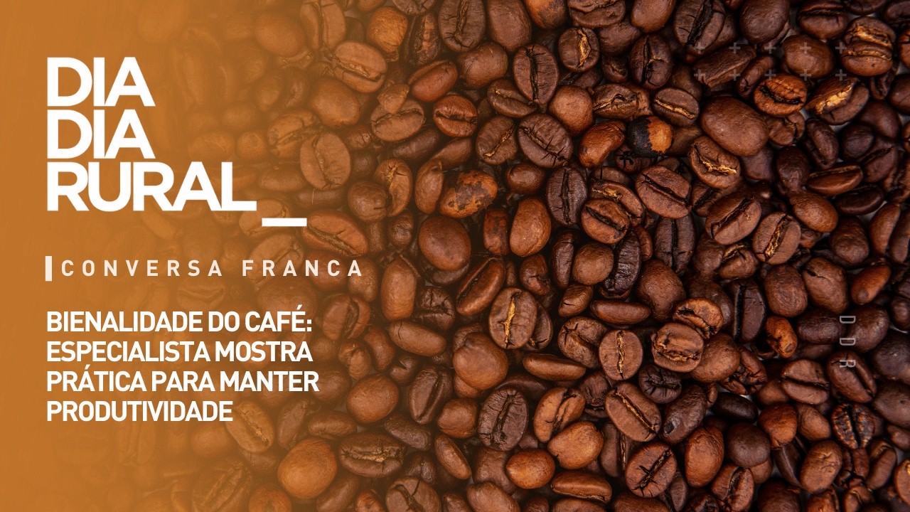 Bienalidade do café: especialista mostra prática para manter produtividade