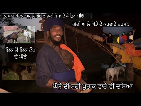 Marwari horse in punjab💥