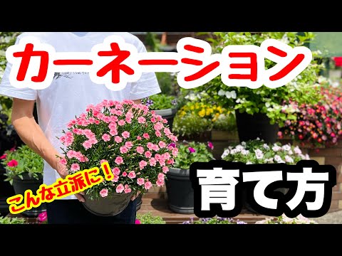 園芸 リクニスカッコウの花、リクニ科、草原のカーネーション