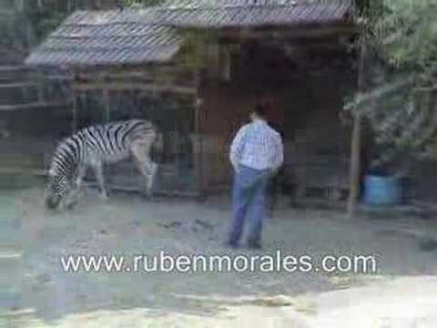 domando zebra