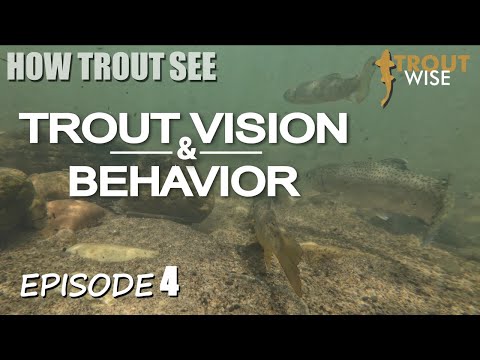 How Trout See - Trout Vision & Behavior
