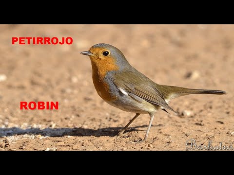 PETIRROJO | ROBIN | Erithacus rubecula