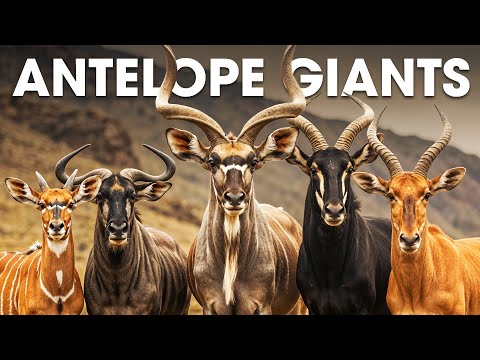 Top 13 African Antelope Giants (& Their Deadliest Horns!) #animalspecies | WILD ATLAS