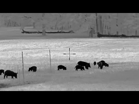 Pulsar Thermion 2 XP50 Pro BEST LRF Thermal Under $6K?!