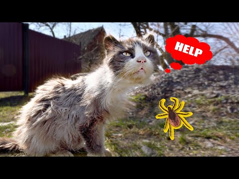 Rescue of starving street Kittens  Starving cat asks feed him  Helping a hungry cat