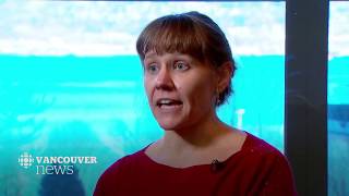 WATCH LIVE: CBC Vancouver News at 6 for Feb. 6 — Shady Car Sales, Wildfire Health, Old Growth Trees