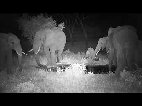 Djuma: Elephants with tiny one - 23:44 - 12/09/20