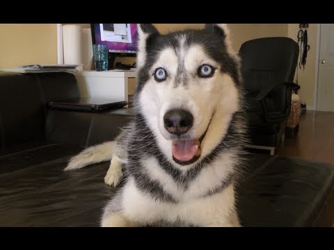 Ask Mishka: Do you like Cats & Can you say Lego?