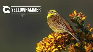 Yellowhammer Song