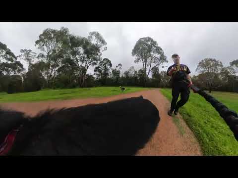 German Shepherd dog's eye view Insta360 X3