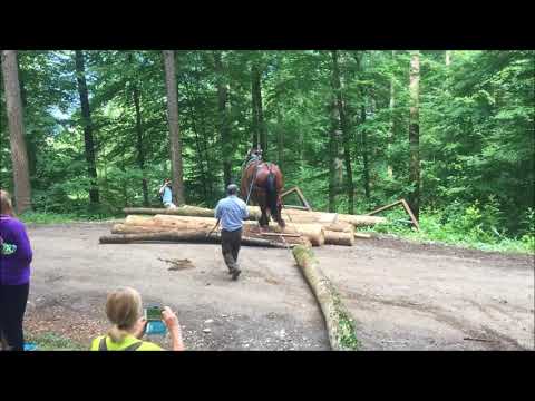 Holzerei anno dazumal - Teil 4: Baumstämme rücken