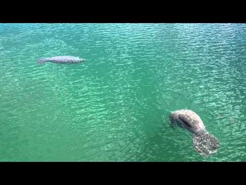 Manatees from SW 137 AV Bridge