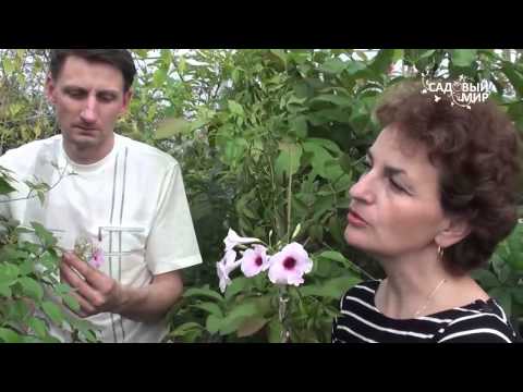 Редкие комнатные цветы.Пондарея. Сайт "Садовый мир"