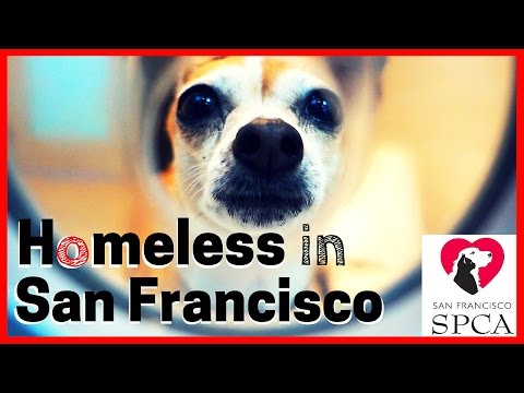 Homeless Dogs in San Fran | Visiting SF SPCA