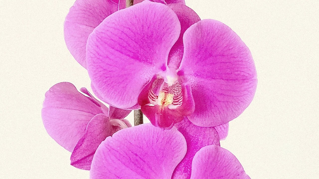 Maykors & Pharelia - Orchid