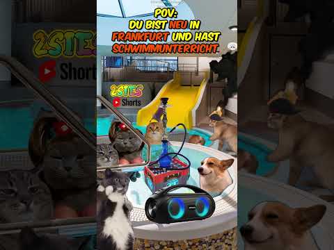 DU bist NEU in Frankfurt und hast Schwimmunterricht #katzenvideos  #katzen  #katze #schule #shorts