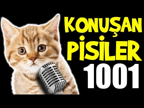Konuşan Pisiler 1001🐈🎤 - En Komik Kedi Videoları