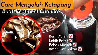 Download lagu Cara Mengolah Daun Ketapang Untuk Treatment Channa Maru dan Ikan Hias Lainnya-Ekstrak Ketapang Pekat mp3