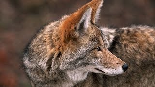 Coyote, The Ultimate Survivor? Nature Documentary