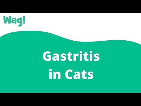 Gastritis in Cats | Wag!