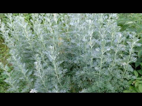 varicoza împachetarea plantelor)
