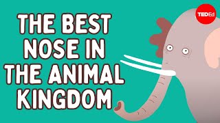 The incredible, bendable, twistable, expandable elephant trunk - Chase LaDue & Bruce A. Schulte