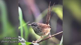 Download lagu Burung Asli Ciblek Gunung untuk Pancingan Burung Gacor Kembali Suara Asli Ciblek Gunung mp3