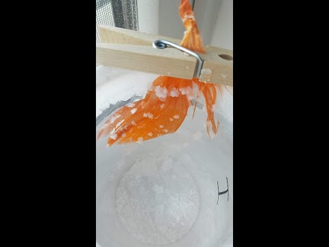 Salt Crystals on Feathers Teacher Results (video 2)