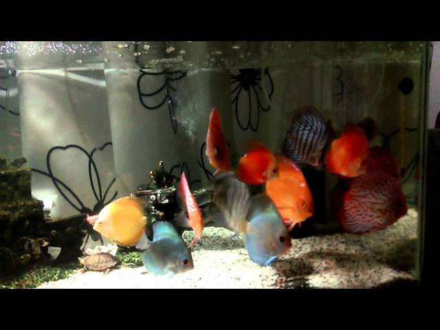 Discus fish aquarium