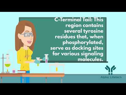 Alpha Lifetech Decodes the EGFR/HER1/ErbB1 Pathway! 🔬💡