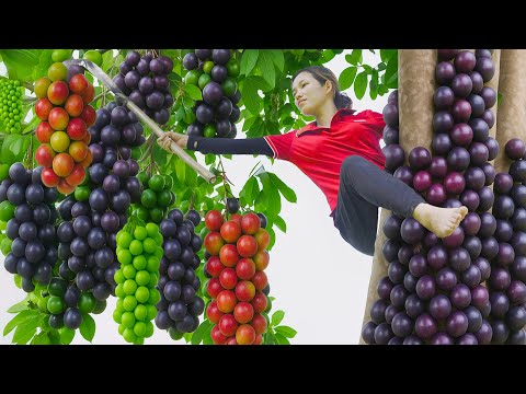 Women Picking Billions Of Plums In California - lost in a vast plum garden - magical country life