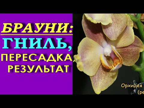 Орхидея-РЕАНИМАШКА:пересадка ПОСЛЕ гнили,РЕЗУЛЬТАТ.Орхидея phal. 'Brownie' (фаленопсис "Брауни").