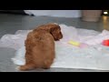 Cavapoo dogs for sale: Maya - Video 1
