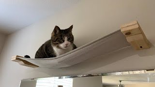 DIY Canvas Cat Hammock... Wall Platform, Cat Tree Shelf, etc...