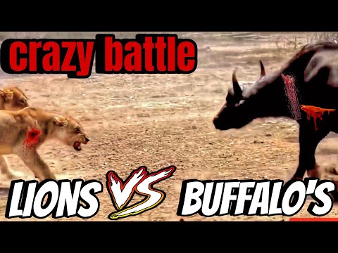 ویدیو کامل درگیری وحشتناک گله شیرها و بوفالو ها بر سر قلمرو😰|deedly battle of lion's and buffalos