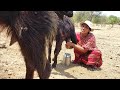 Viral Milk Making Vlog