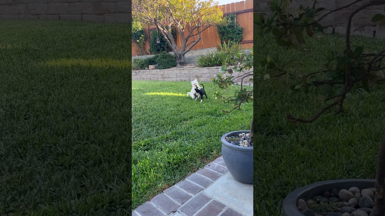 Enlarge Rain Drop, a Adoptable mixed breed in Oceanside, CA video 6/6