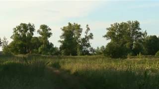G E N E  Golden Feather Cлавка черноголовка