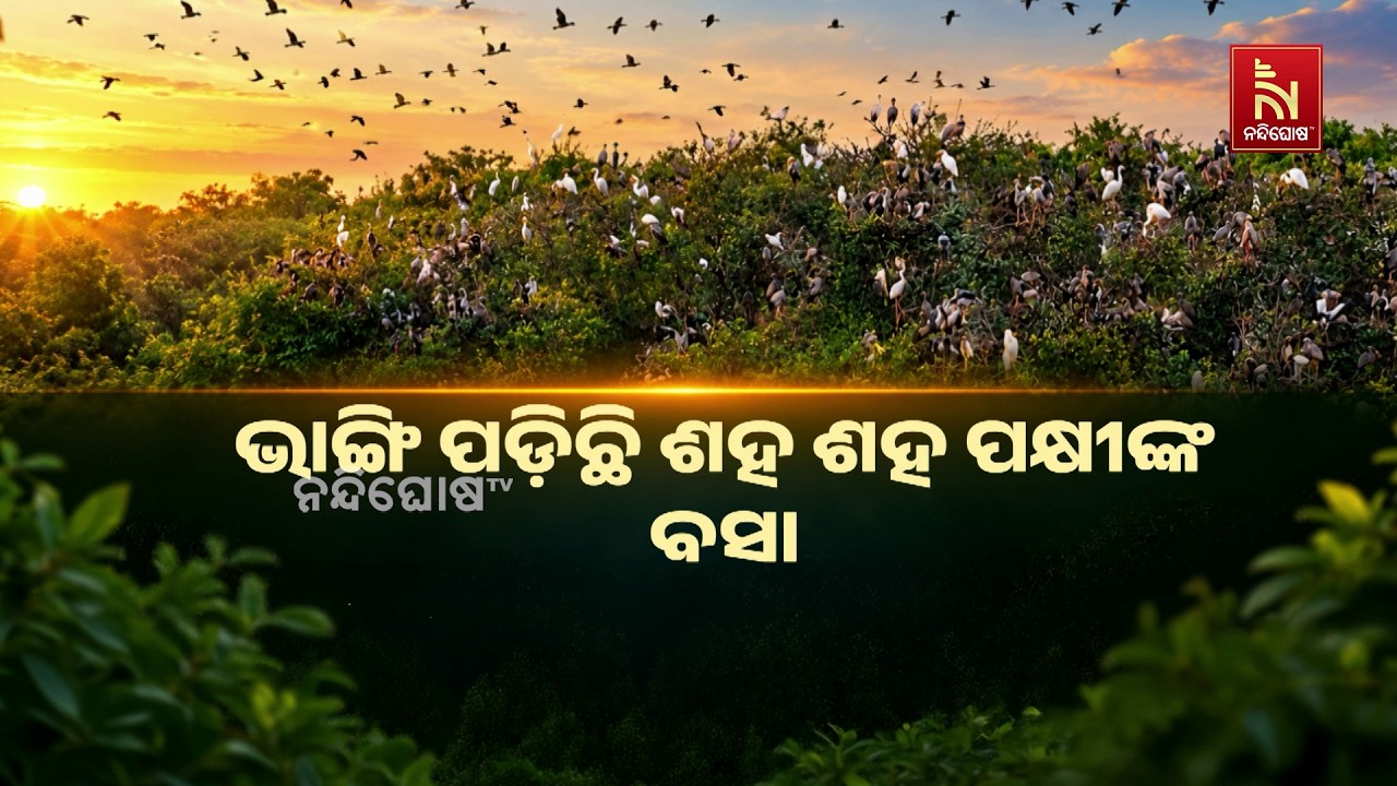 ବର୍ଷା ଓ ପବନରେ ଭାଙ୍ଗି ପଡ଼ିଲା ଶହ ଶହ ପକ୍ଷୀଙ୍କ ବସା