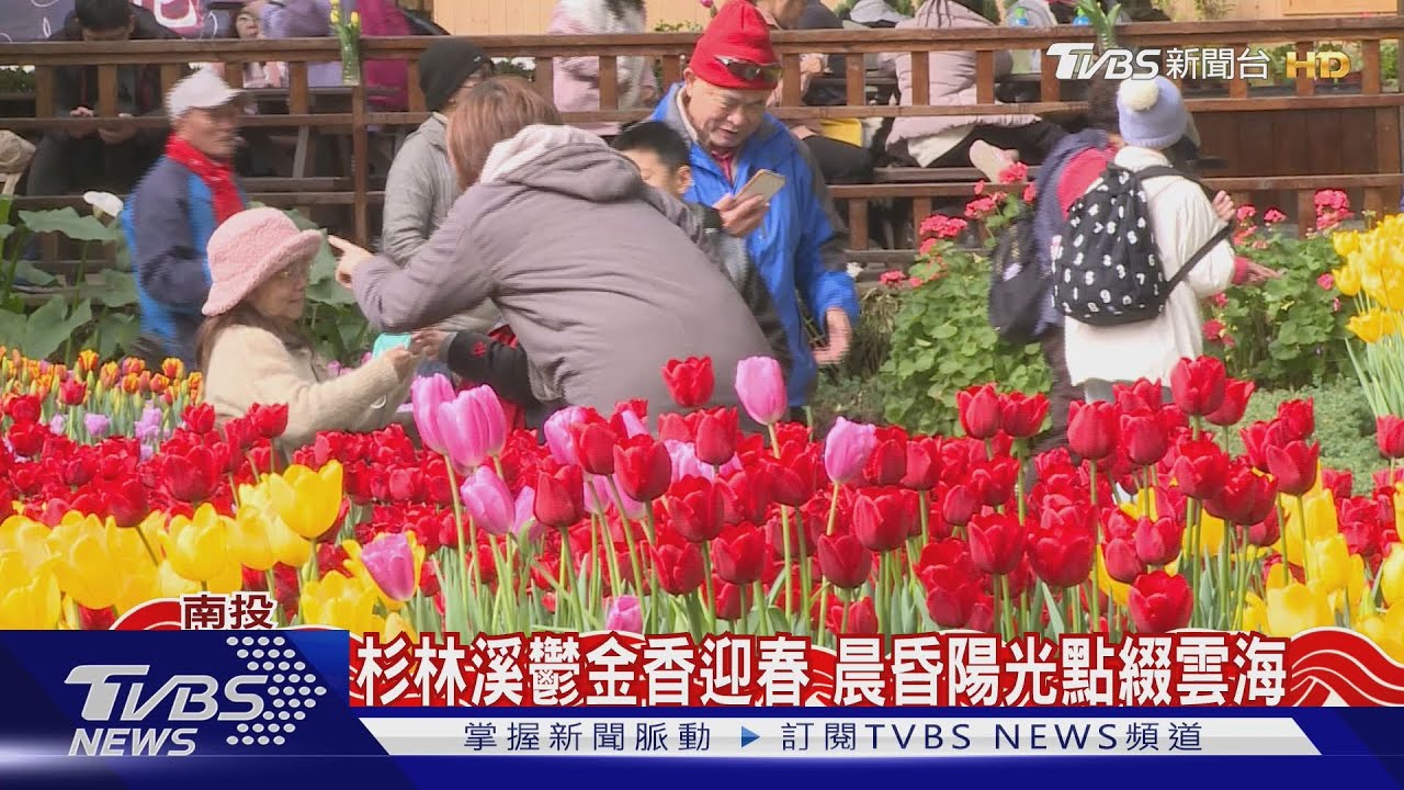 杉林溪12萬株鬱金香迎春 晨昏陽光點綴雲海