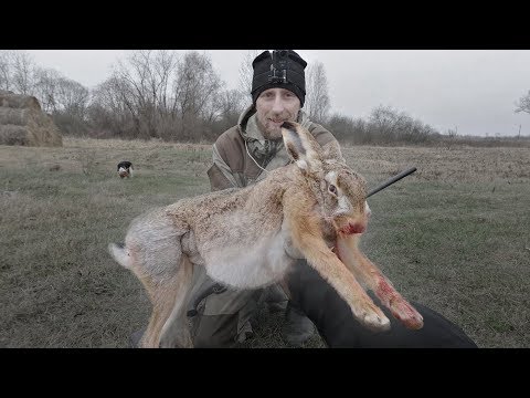 Огромный заяц. Красивая охота на зайца 2020