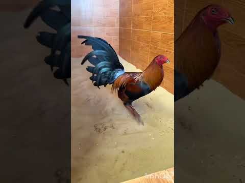 cinco consejos para galleros principiantes #gallos #losmejoregallosfinos #gallosdelrancho