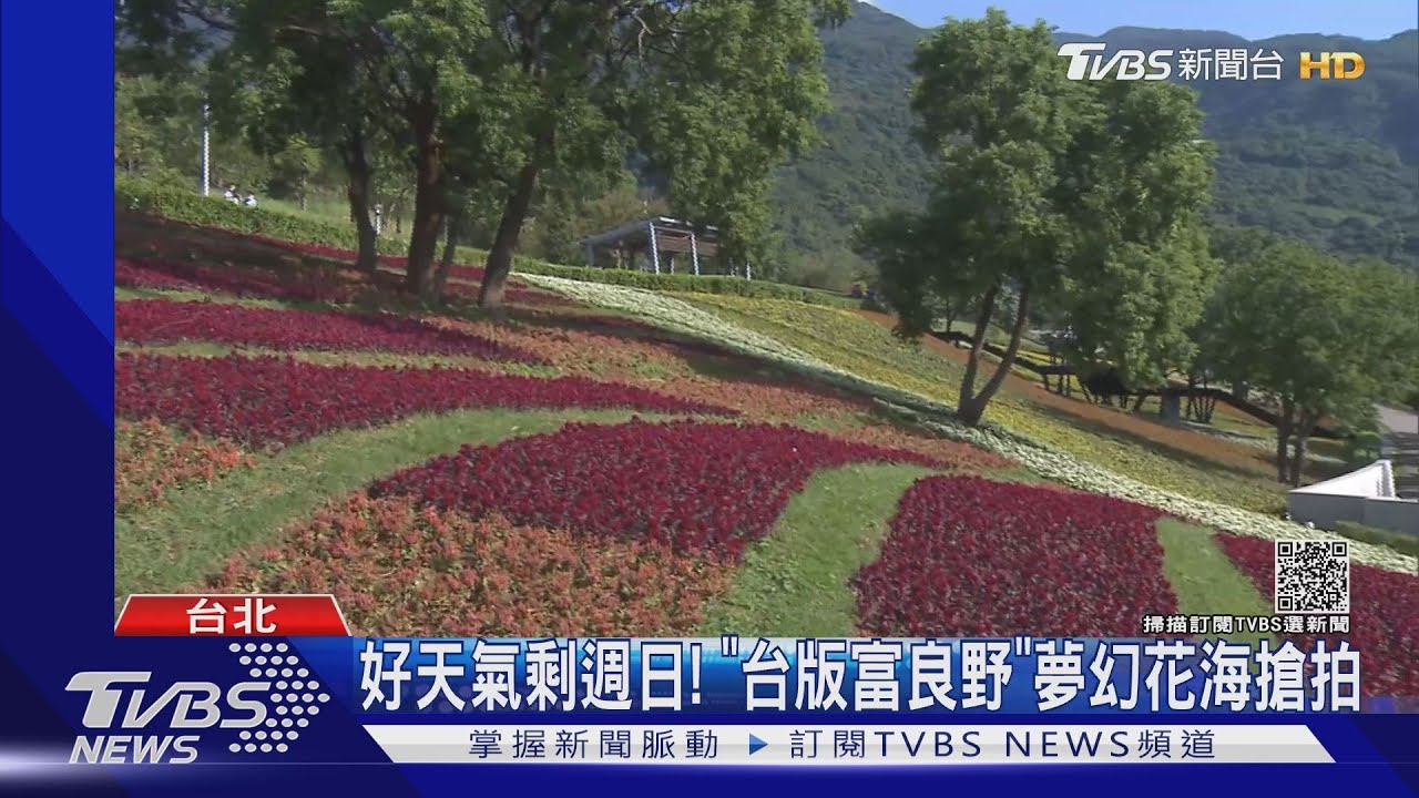 好天氣剩週日！　「台版富良野」夢幻花海搶拍