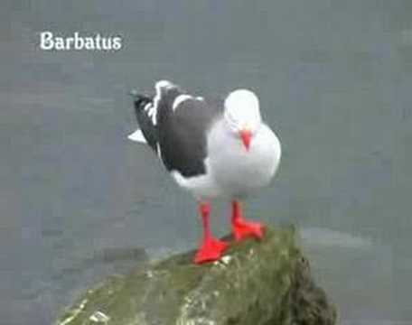 Gaviota gris ( Leucophaceus scorechii )