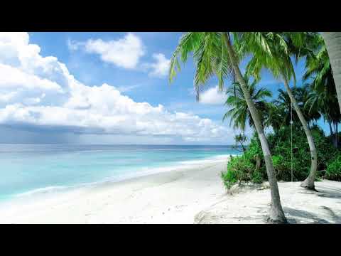 White Sand Beach & Palm Trees on Sunny Day - Video Clip